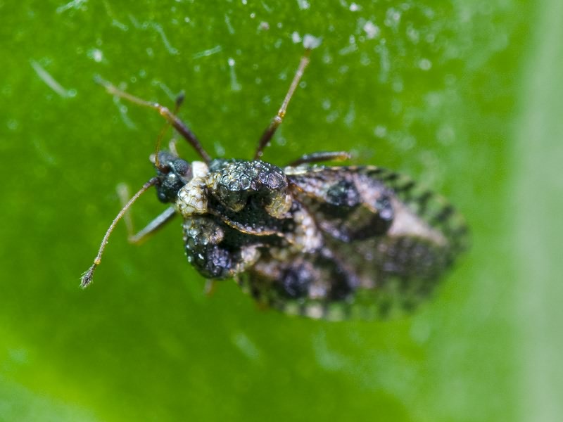 Dictyla rotundata (Herrich-Schäffer, 1835)